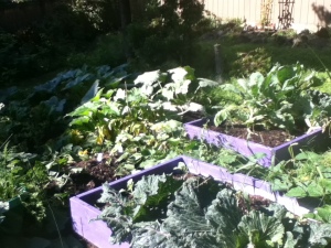 Here is a bad pic of my garden...