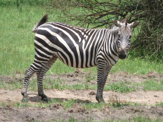 Zebra!!!