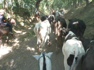 Going horseback riding to the volcano and getting to help herd cows too.